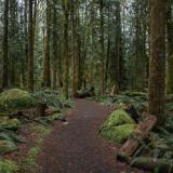 3.25.26 oregon forest