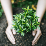 Planting a tree