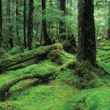 Tongass National Forest