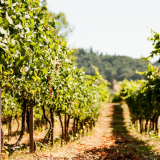 Vineyard