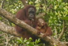 bornean orangutan