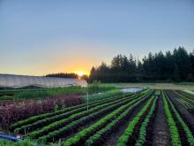 Oregon Farm