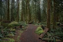 3.25.26 oregon forest