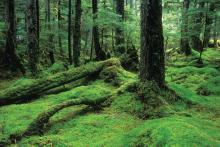 Tongass National Forest